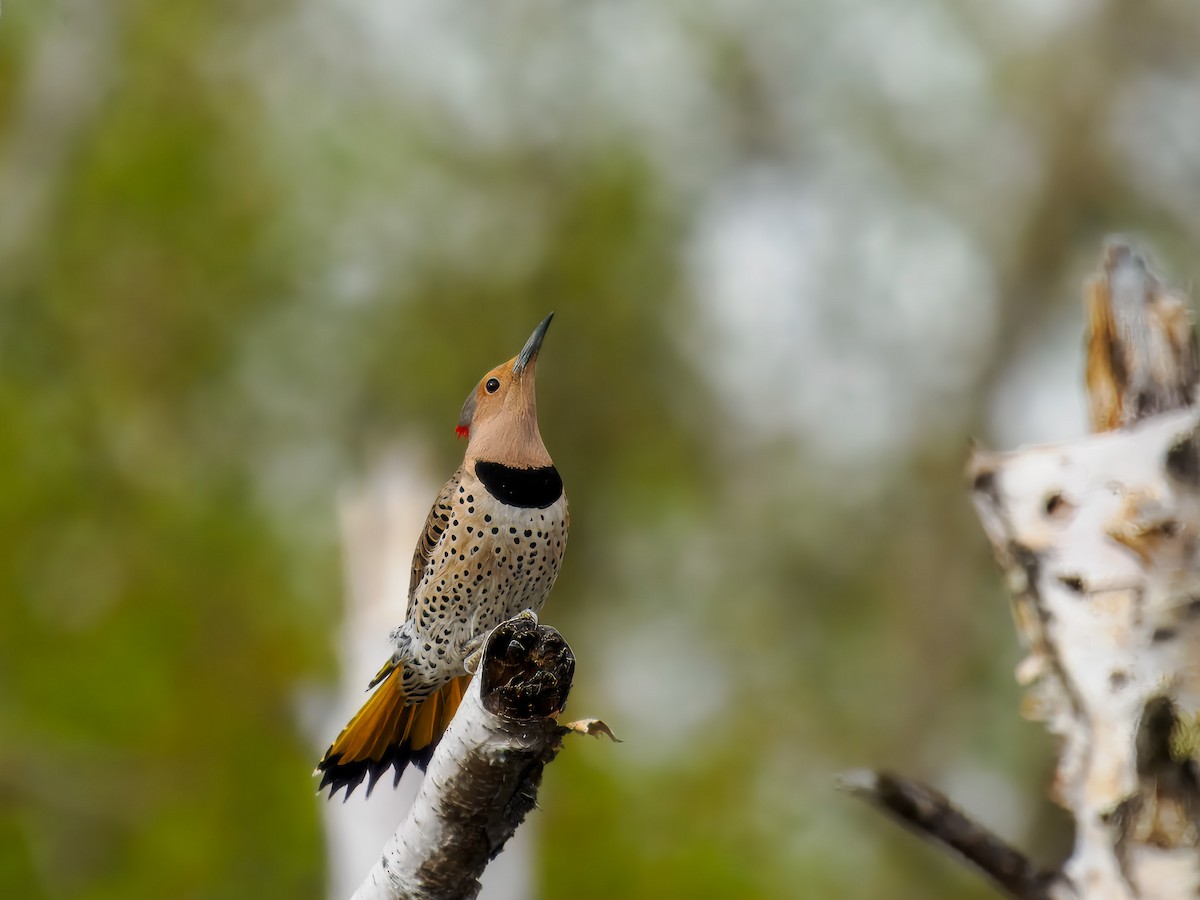 Northern Flicker (Yellow-shafted) - ML619815758