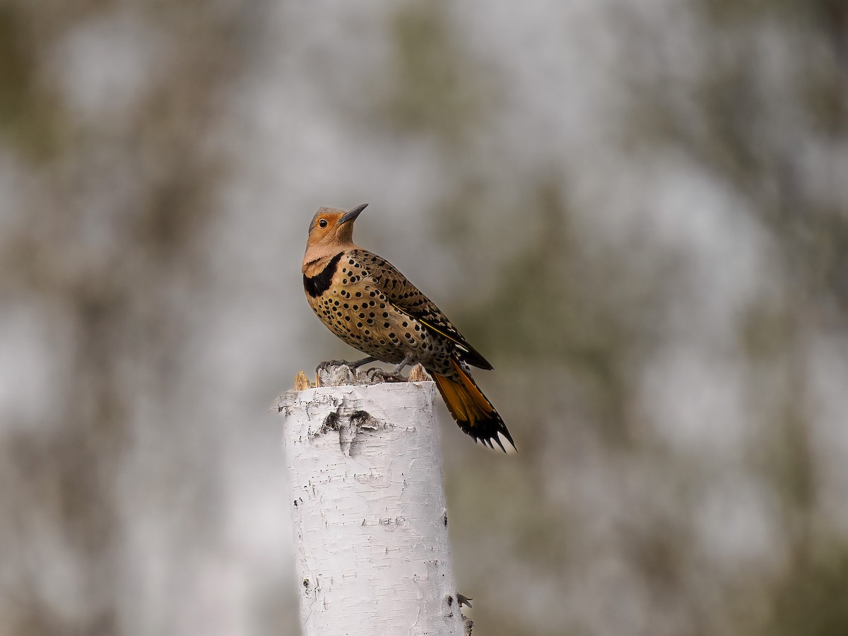 Northern Flicker (Yellow-shafted) - ML619815759