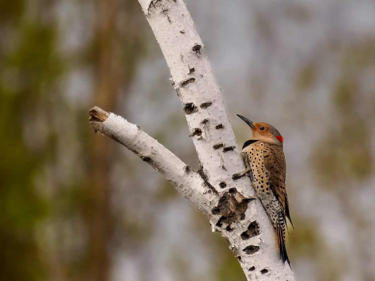 Northern Flicker (Yellow-shafted) - ML619815760