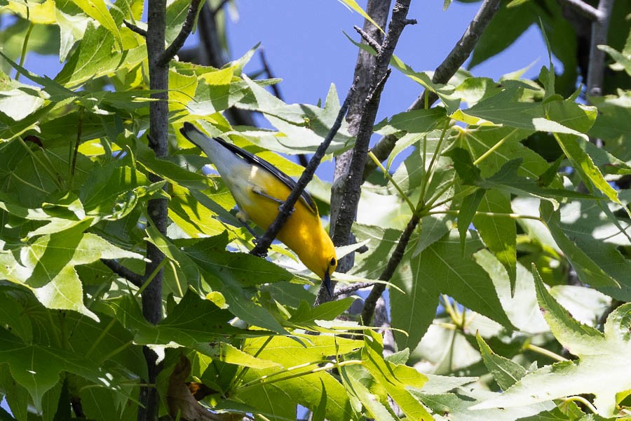 Prothonotary Warbler - ML619815768