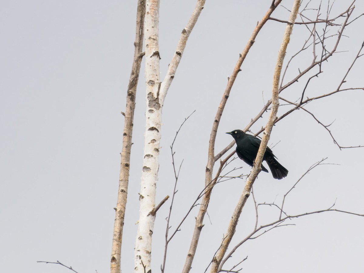 Rusty Blackbird - ML619815772