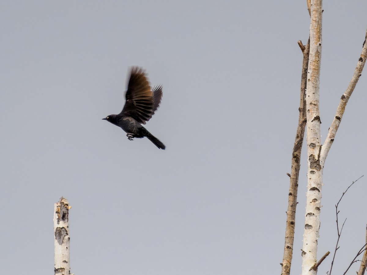 Rusty Blackbird - ML619815774