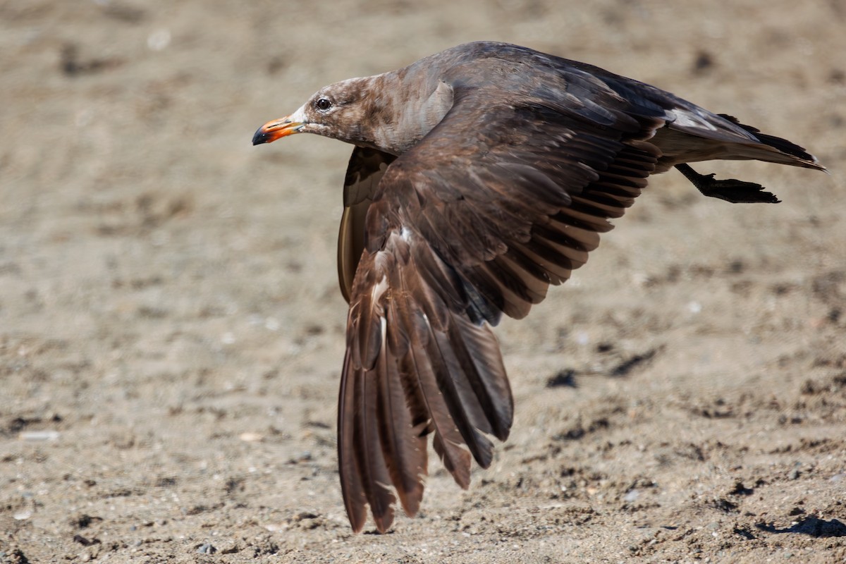 Heermann's Gull - ML619815778