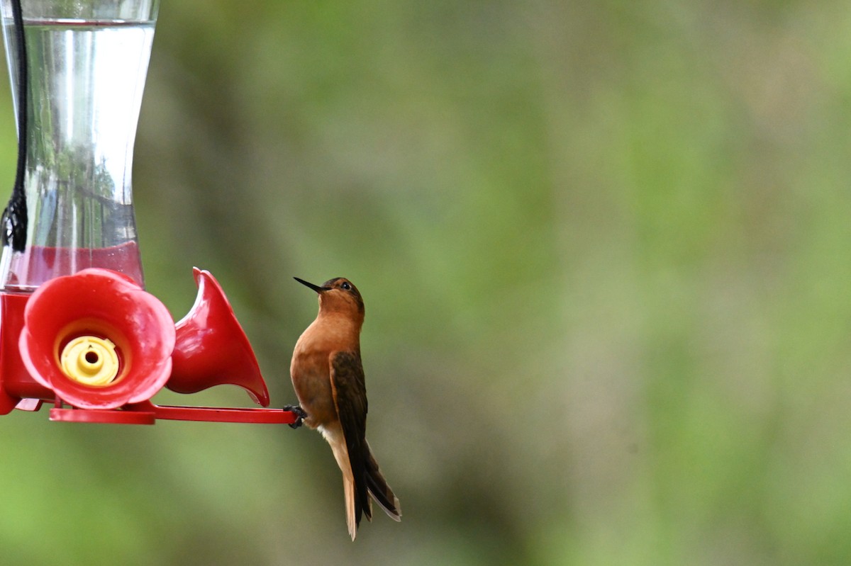 Colibrí Cobrizo - ML619815785