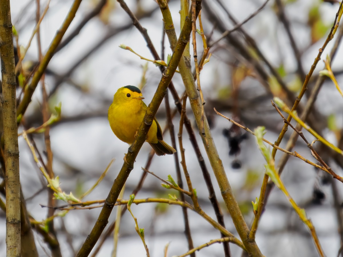 Wilson's Warbler - ML619815788