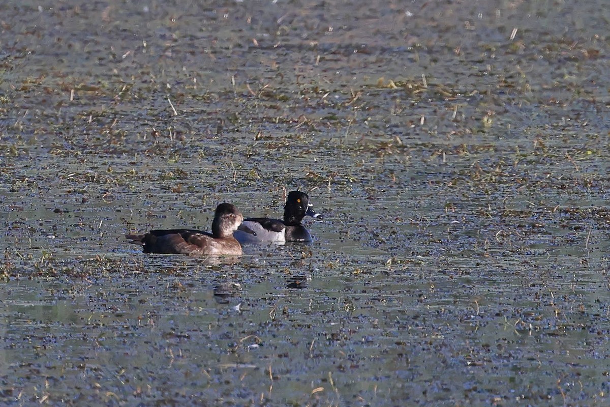 Ring-necked Duck - ML619815794