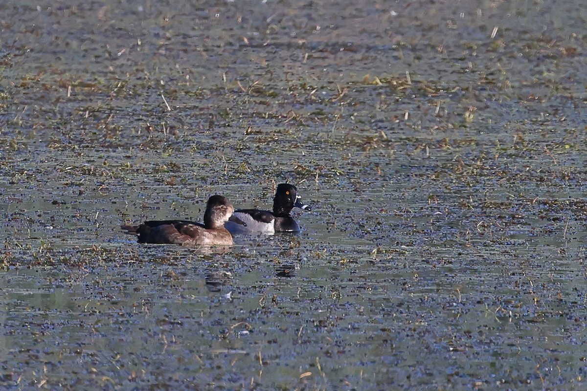 環頸潛鴨 - ML619815794