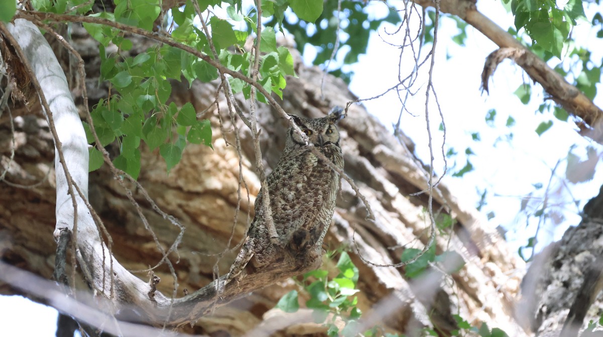 Great Horned Owl - ML619815795