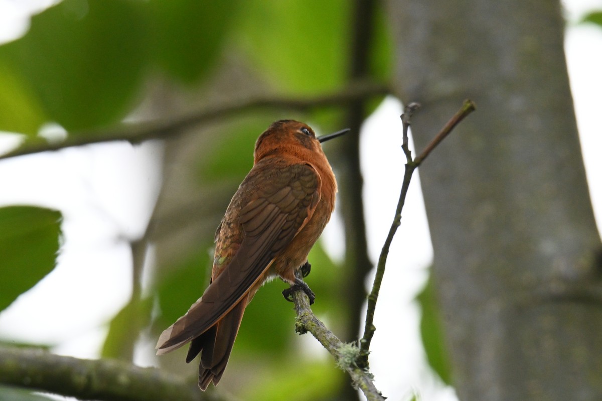 Colibri étincelant - ML619815797