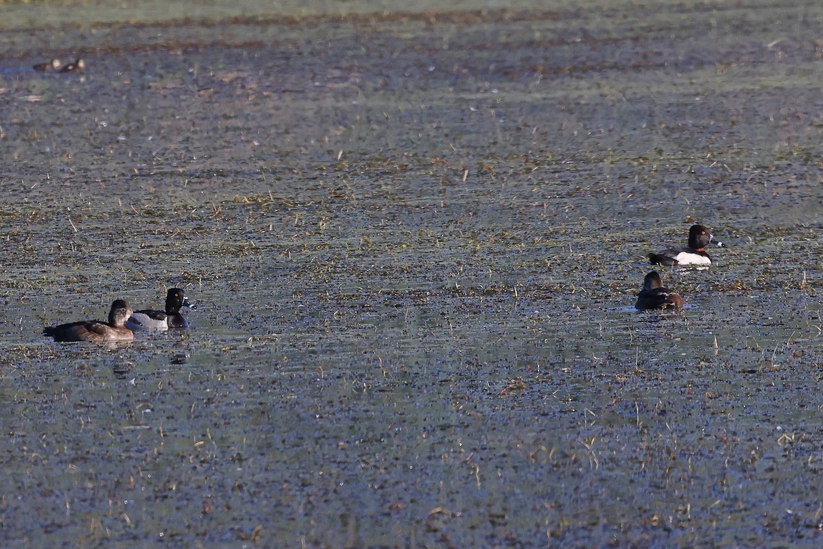 Ring-necked Duck - ML619815804