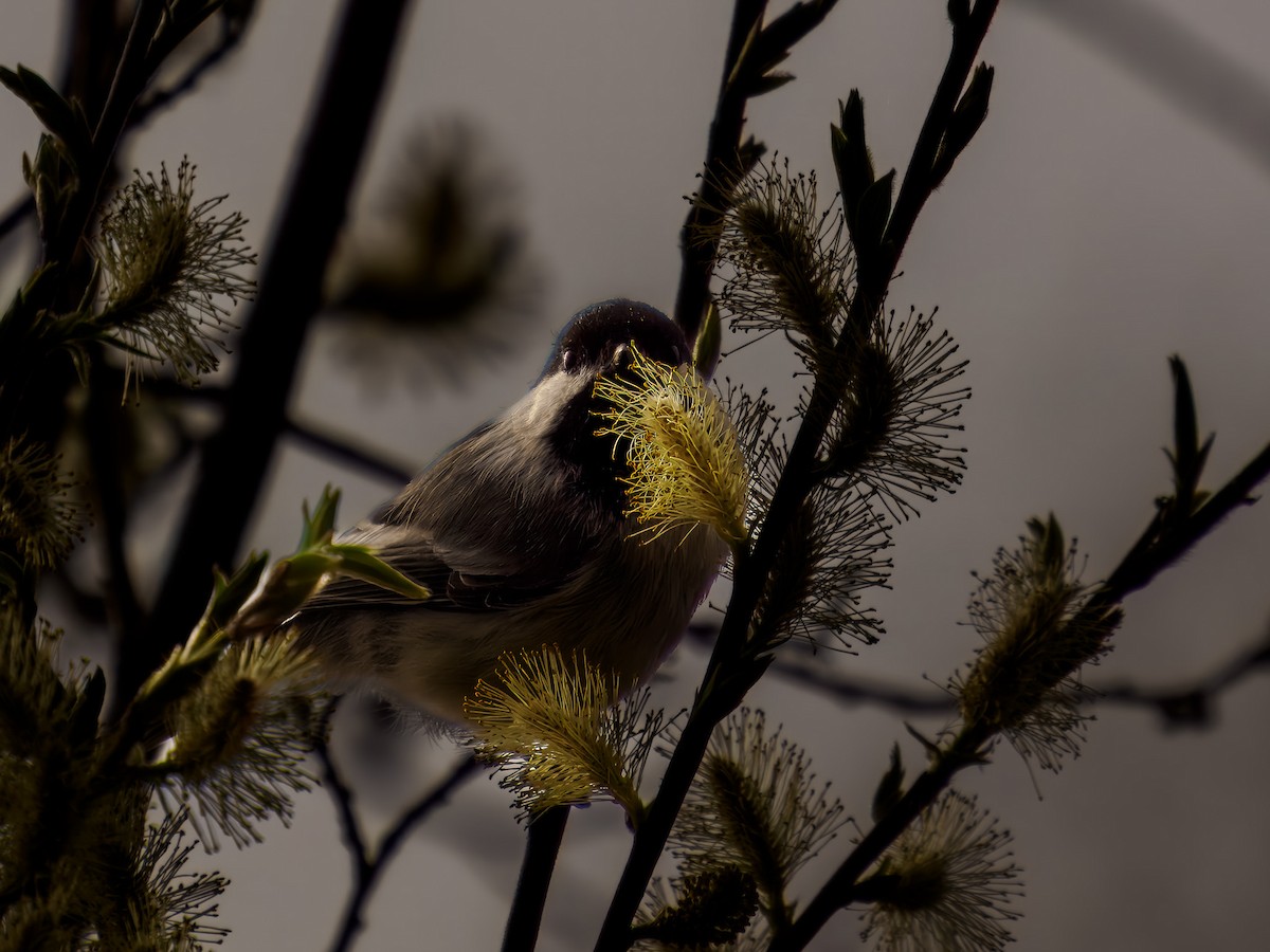 Black-capped Chickadee - ML619815807