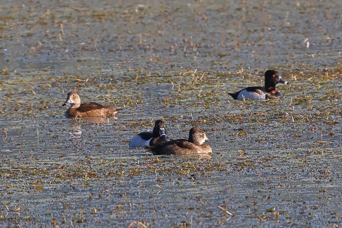 Ring-necked Duck - Keith Leland