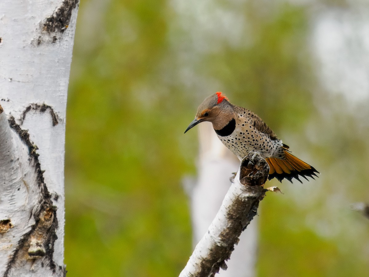 Northern Flicker (Yellow-shafted) - ML619815810