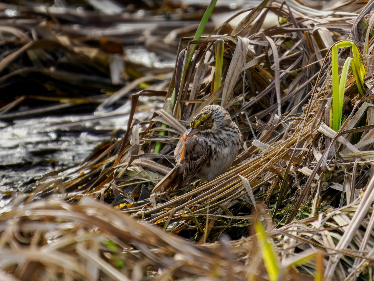 Savannah Sparrow - ML619815819