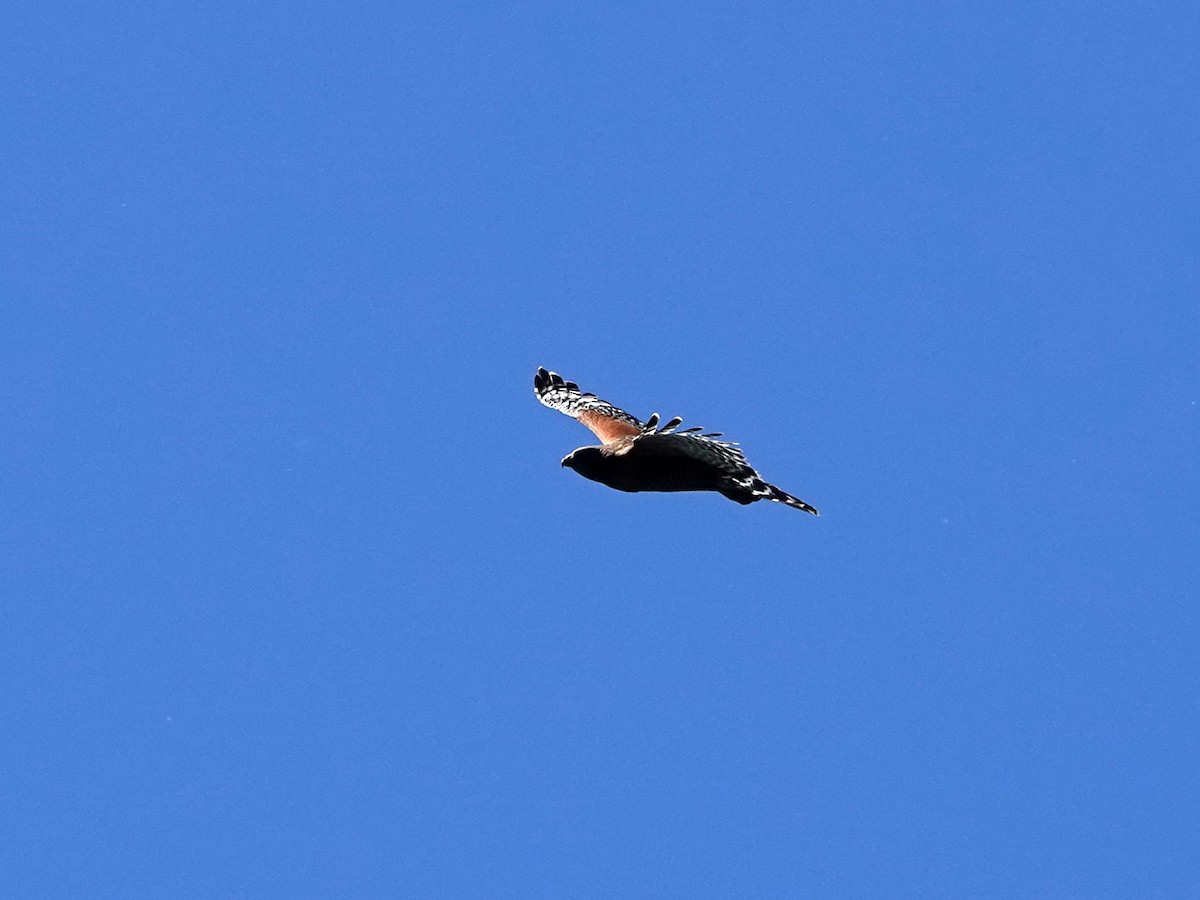 Red-shouldered Hawk - ML619815828