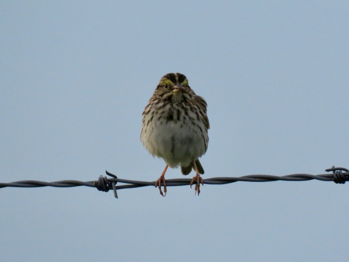 Savannah Sparrow - ML619815836