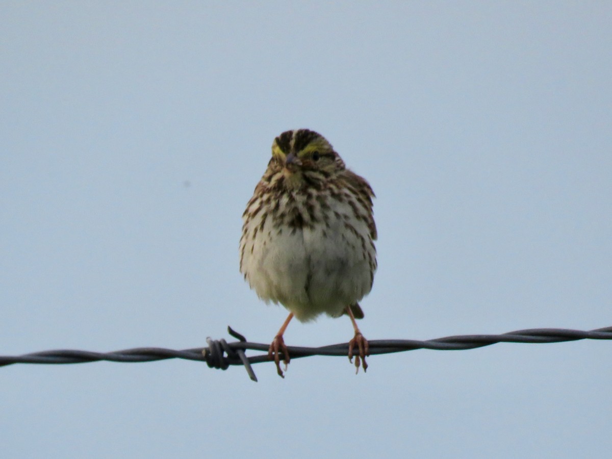 Savannah Sparrow - ML619815837