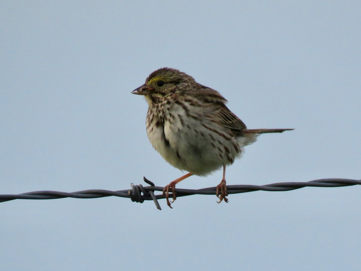 Savannah Sparrow - ML619815838