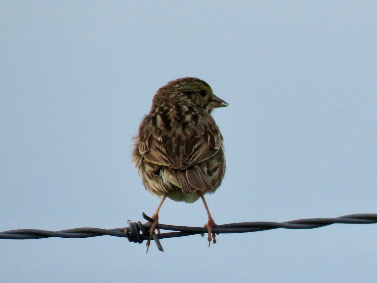 Savannah Sparrow - ML619815839