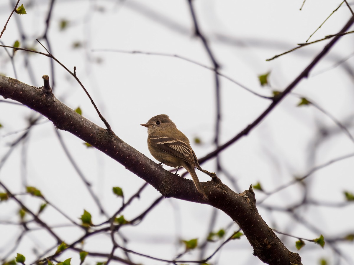 Hammond's Flycatcher - ML619815846