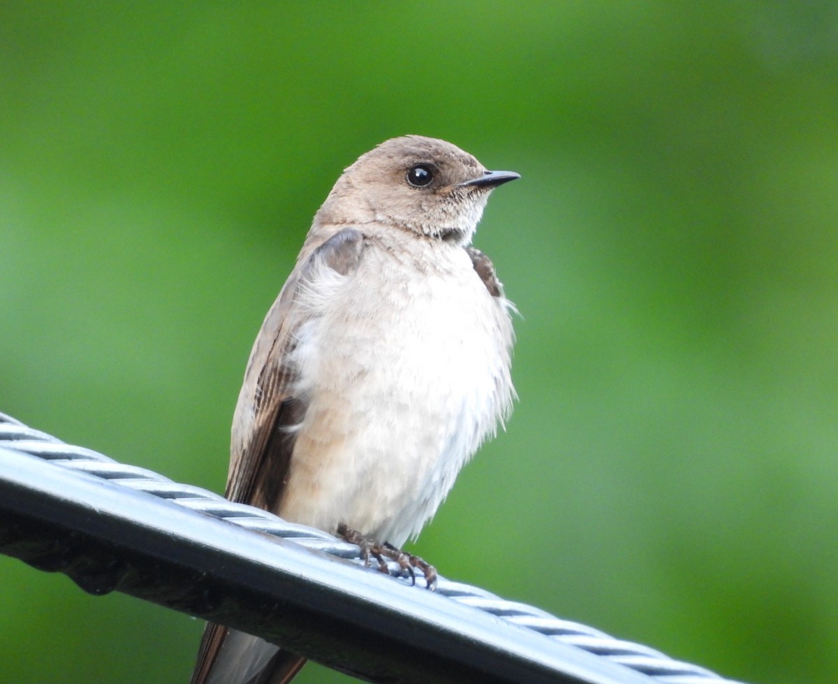 Northern Rough-winged Swallow - ML619815852