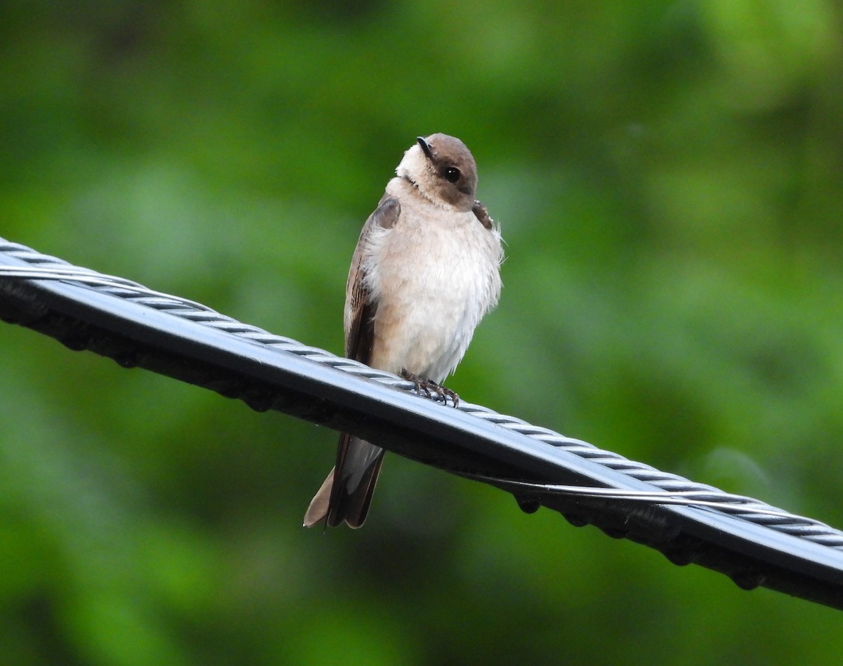 Northern Rough-winged Swallow - ML619815854