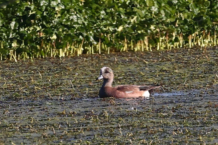 Canard d'Amérique - ML619815864