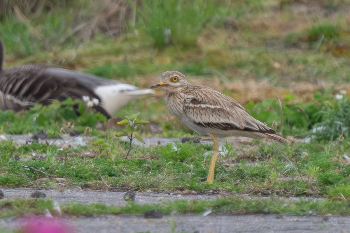 Eurasian Thick-knee - ML619815923