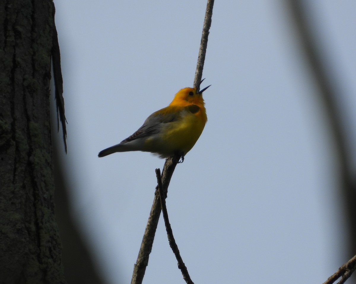 Prothonotary Warbler - ML619815926