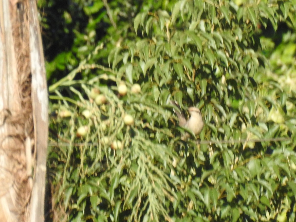 Chalk-browed Mockingbird - ML619815927