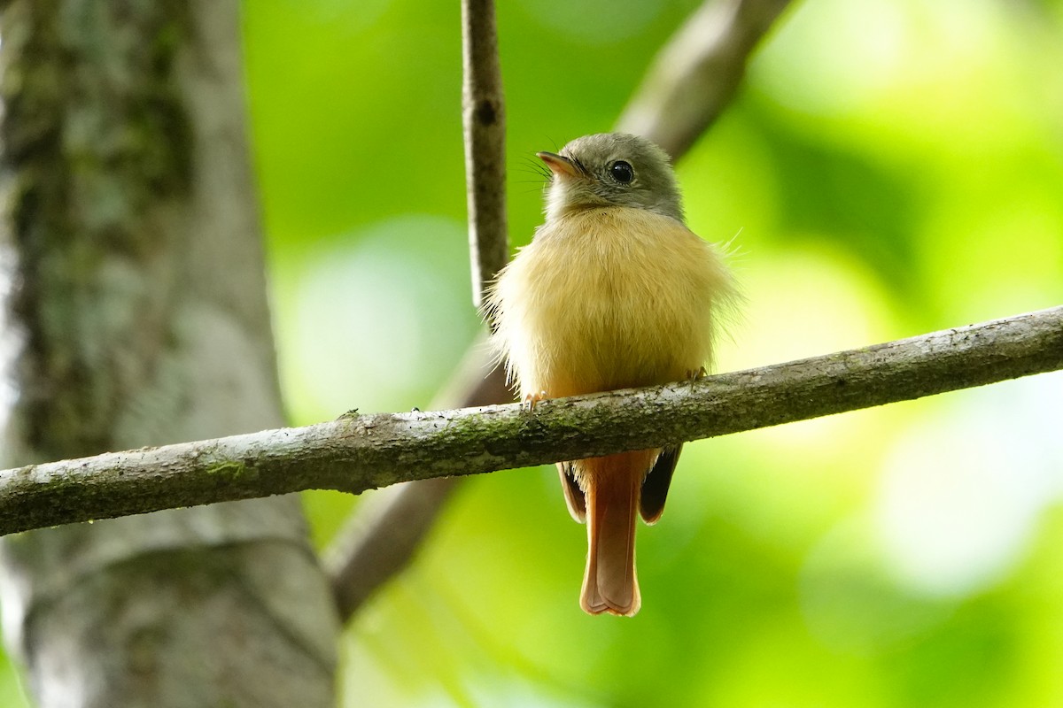 Ruddy-tailed Flycatcher - ML619815936