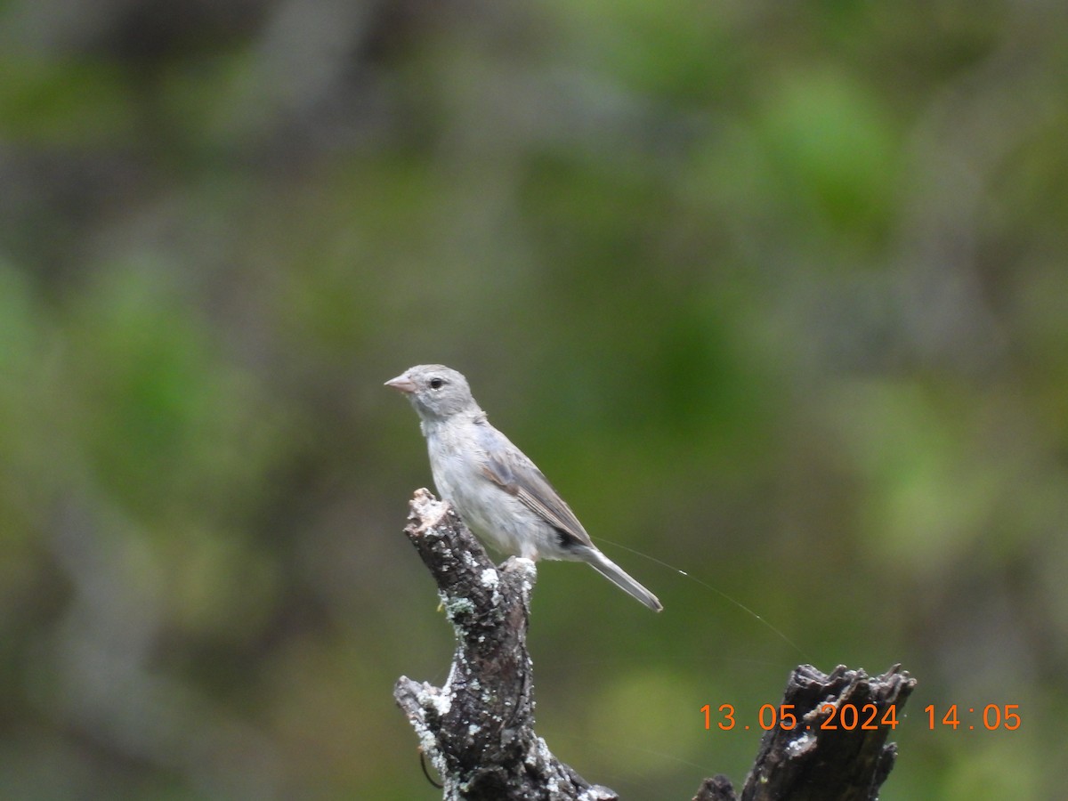 Ash-breasted Sierra Finch - ML619815945