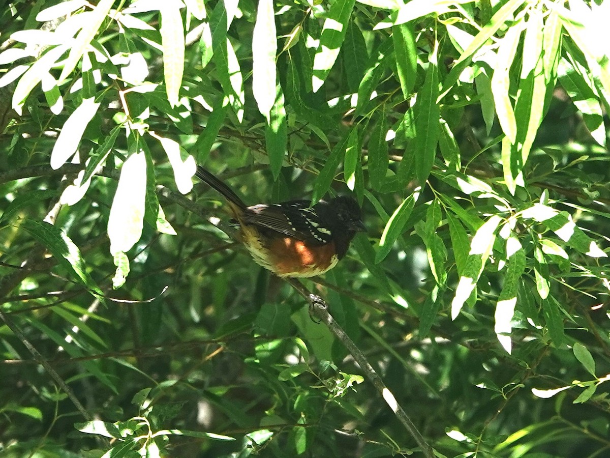 Spotted Towhee - ML619815969