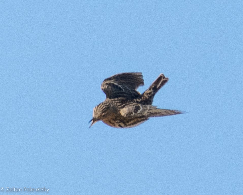 Red-throated Pipit - ML619815970