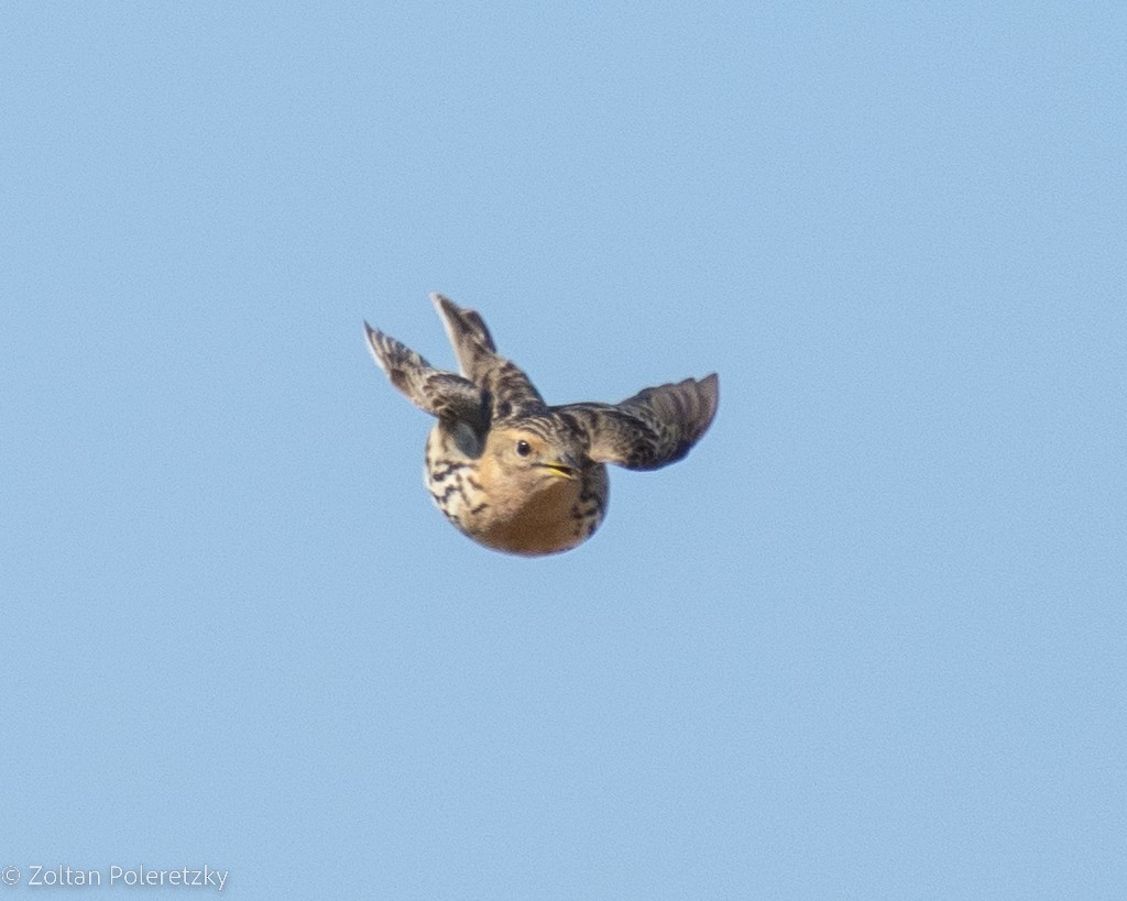 Red-throated Pipit - ML619815971