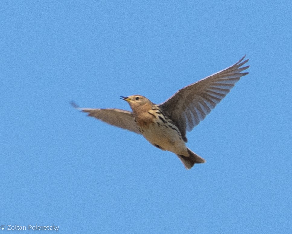 Red-throated Pipit - ML619815972