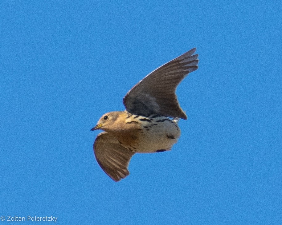 Red-throated Pipit - ML619815973