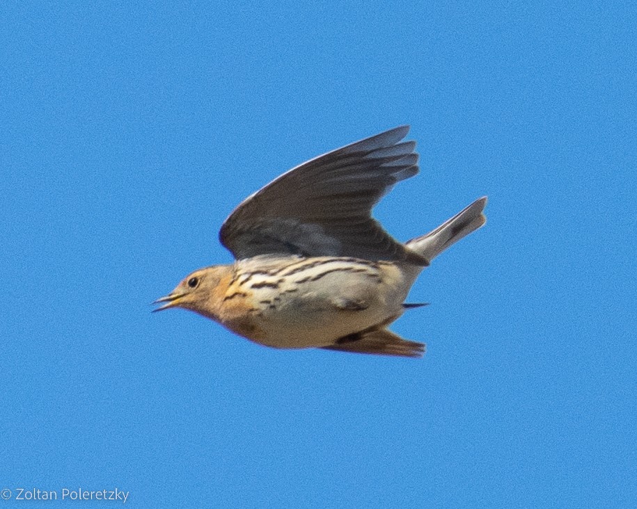 Red-throated Pipit - ML619815974