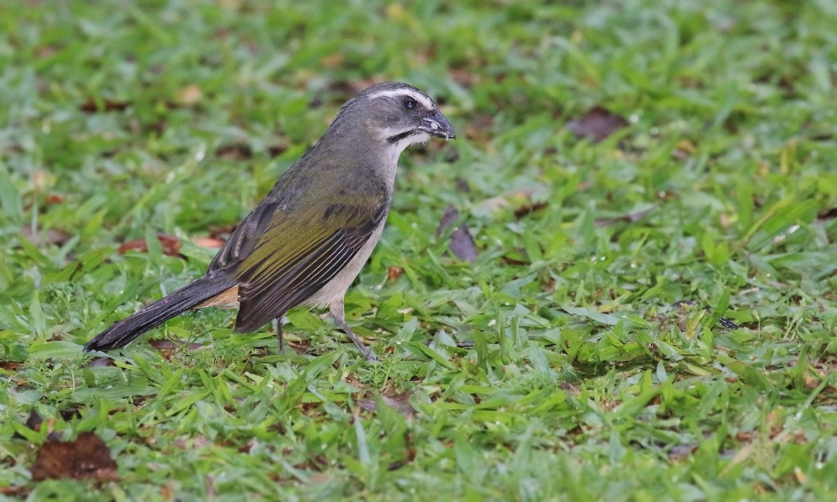 Green-winged Saltator - ML619815975