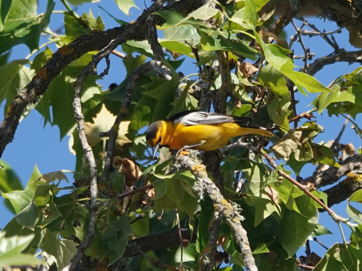 Bullock's Oriole - ML619815985