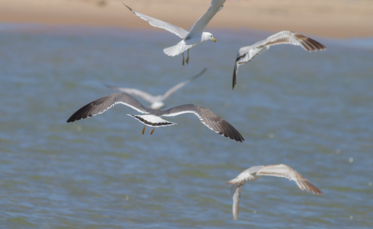 Black-tailed Gull - ML619815989