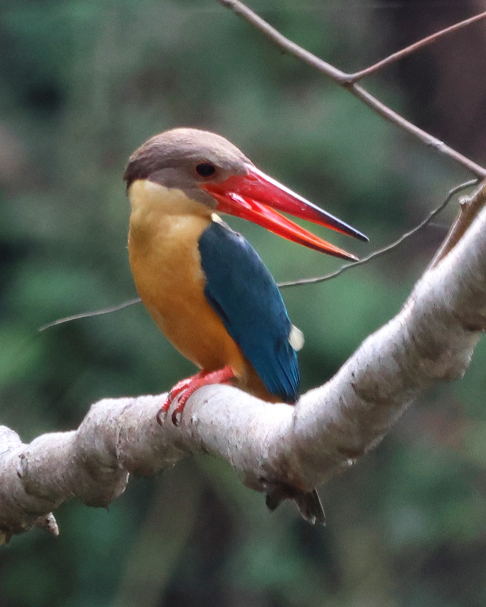 Stork-billed Kingfisher - ML619815995