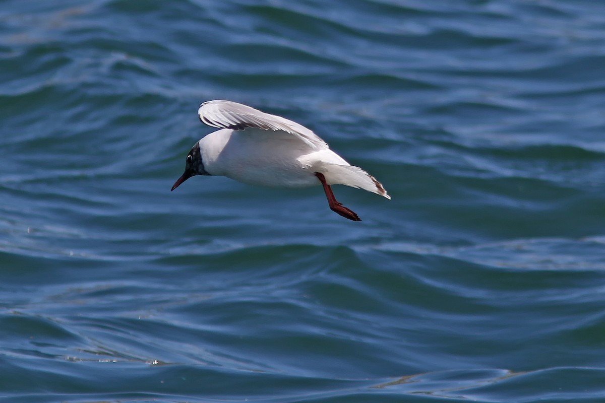 Mouette rieuse - ML619815996