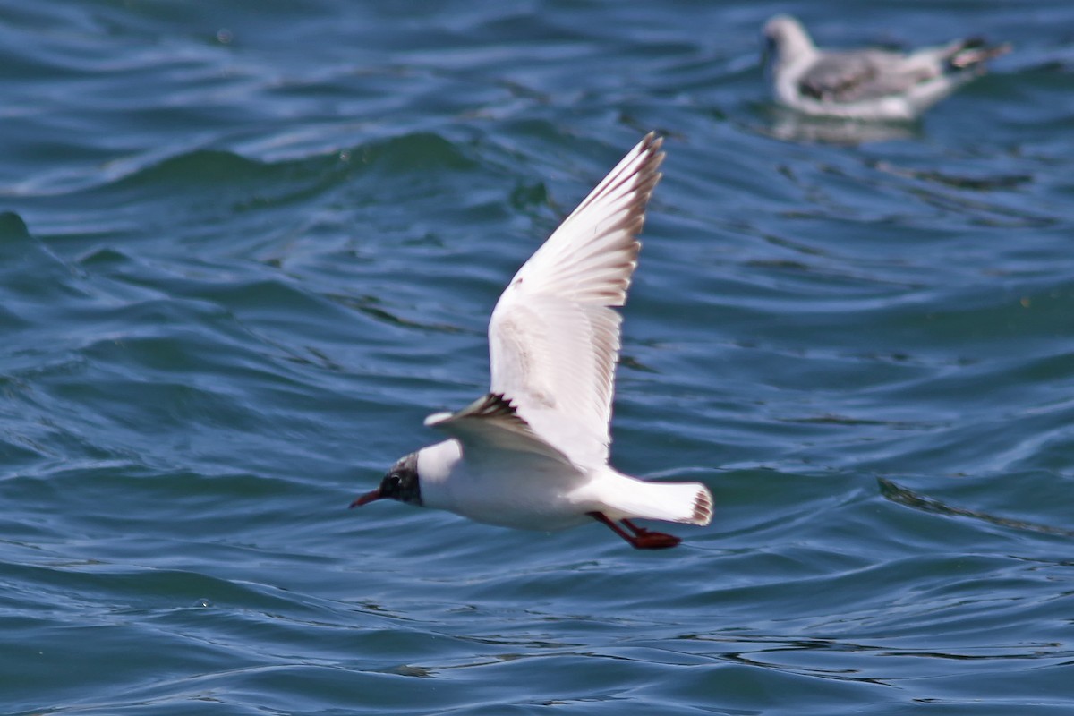 Mouette rieuse - ML619815997