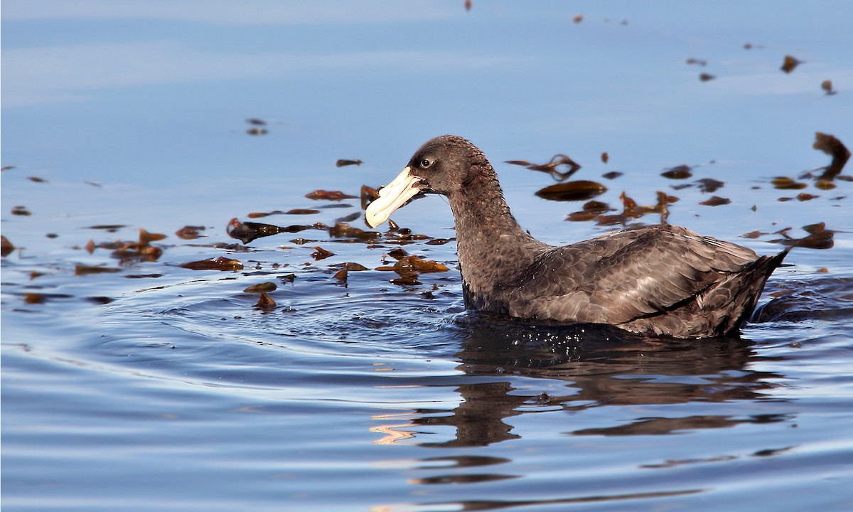 Riesensturmvogel - ML619816012