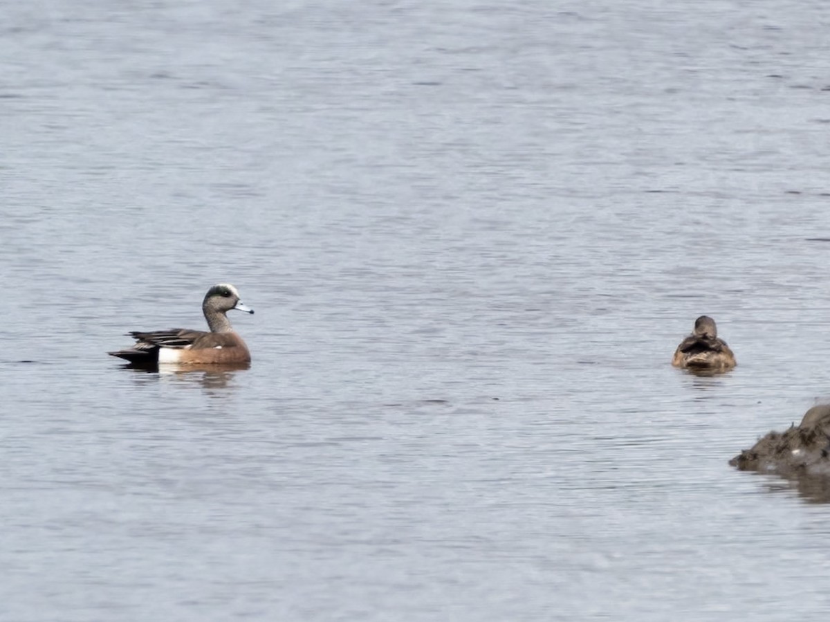 American Wigeon - ML619816013