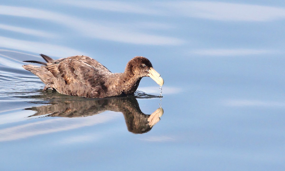 Southern Giant-Petrel - ML619816014