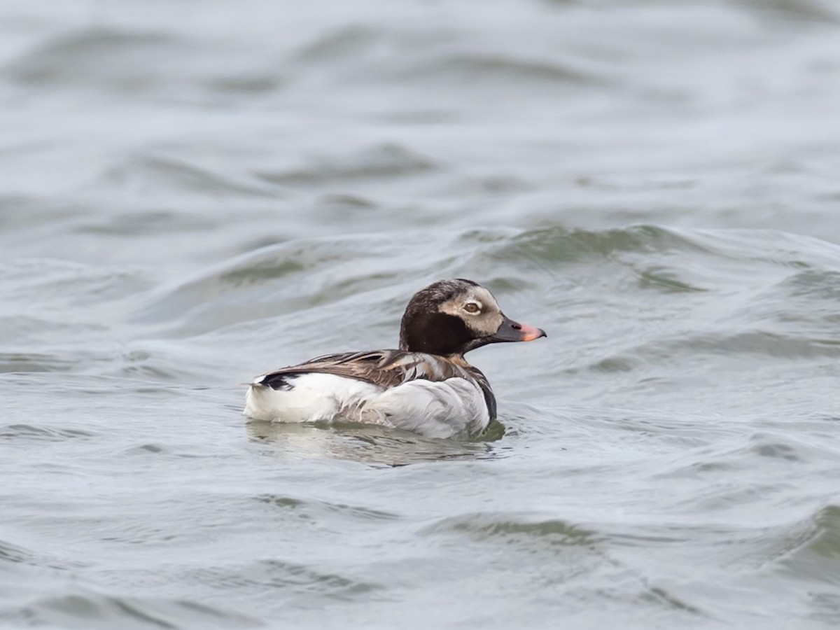 Long-tailed Duck - ML619816019