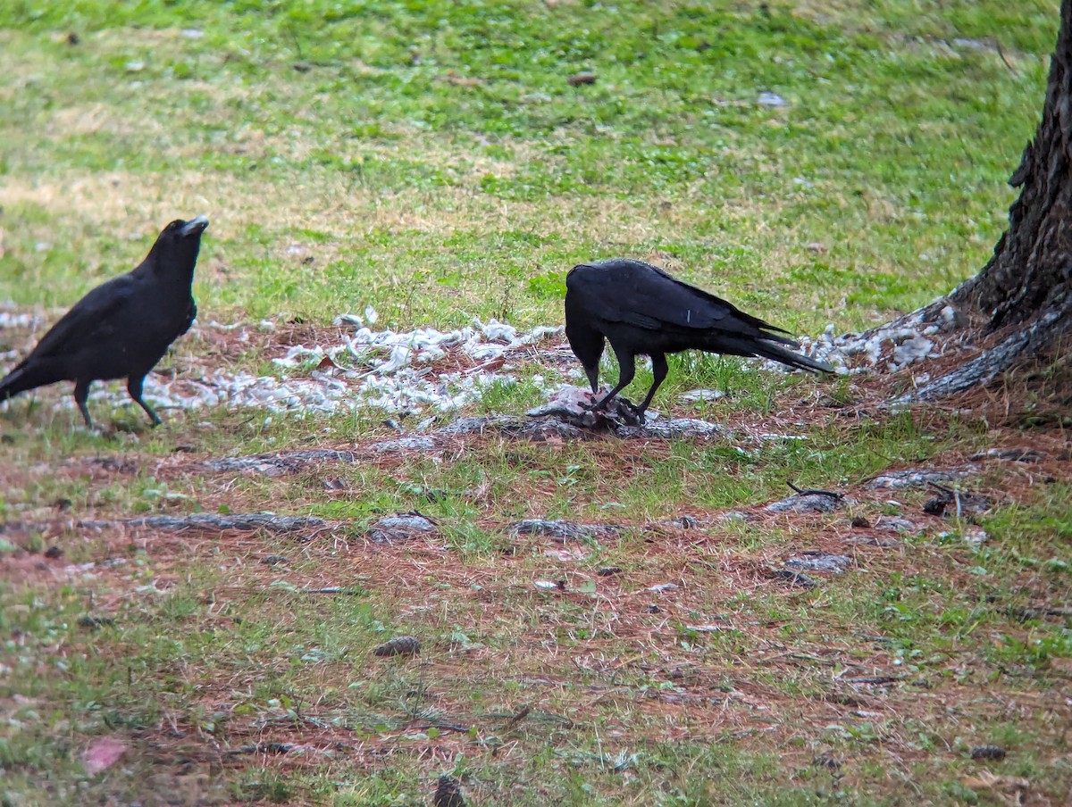 Large-billed Crow - ML619816029
