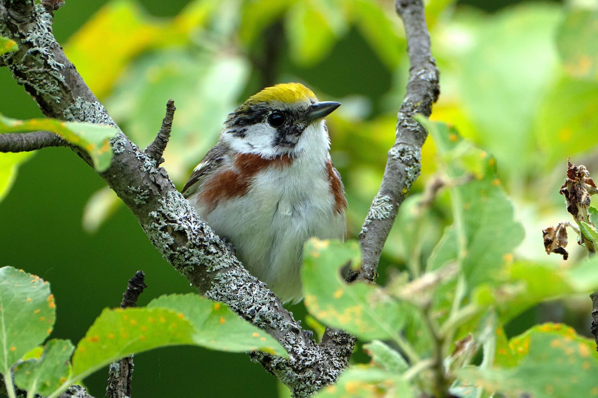 Chestnut-sided Warbler - ML619816044